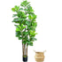 Hausvita 6ft Artificial Fiddle Leaf Fig Tree with Woven Seagrass Plant Basket 